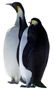 penguins