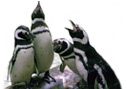 penguins