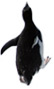 penguins